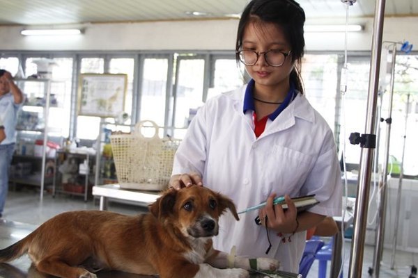Làm bằng trung cấp thú Y chuẩn Bộ Lao Động Thương Binh Xã Hội