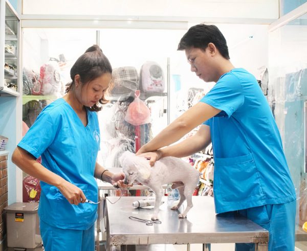 Làm bằng Trung Cấp Thú Y Chuẩn Bộ Lao Động Thương Binh Xã Hội