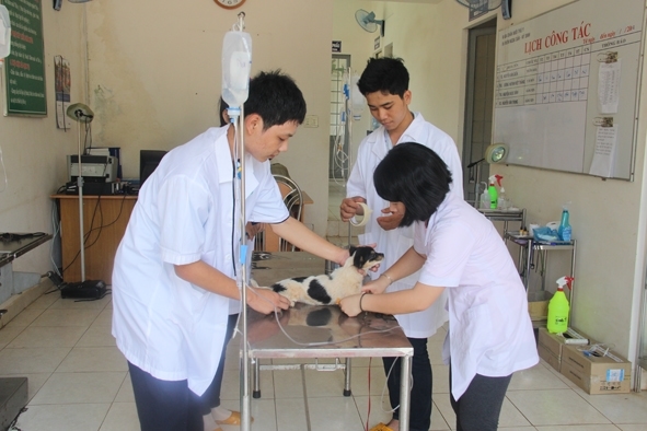 Làm bằng trung cấp thú Y chuẩn Bộ Lao Động Thương Binh Xã Hội
