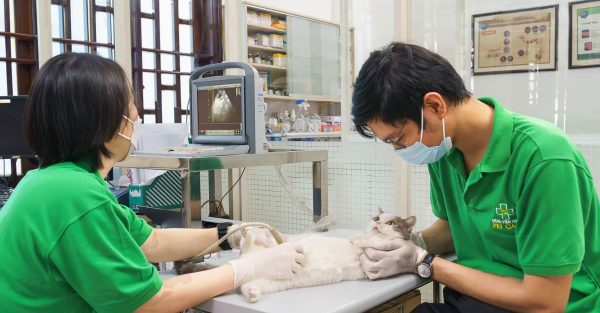 Làm bằng trung cấp thú Y chuẩn Bộ Lao Động Thương Binh Xã Hội